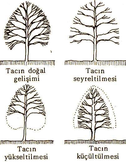 Yol ağaçl arı nda taçları n seyreltil mesi, yükseltil mesi ve küçült ül mesi a maçl arı yla yapılan buda mal ar sırasında, ağaçları n doğal taç gelişi ml eri ni n bozul maması na ve sağlı kları na