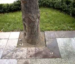 ağacı n kökünün havasız kal ması ve yet eri nce beslene me mesi sonucu ile karşı karşıya kalı nması nı sağlayacaktır.