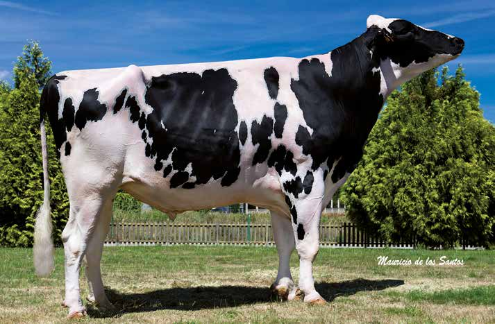 GERARDO 3.97 BAIXO SHOTTLE GERARDO TY TD TV TL 44HO98 - ESPM73375458 686845 Doğum tarihi: 8/6/ Güvenilirlik: 96 % B/ESP Haziram 6 Kiz: 4 Kiz: Sürü: Sürü: 66.34 5 44 9 (Güv. 6 %) 6 (Güv. 93 %) 97 (Güv.