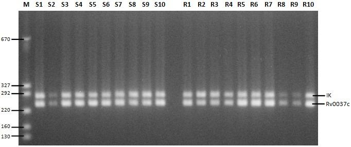 Bu sonuçlara göre, çoklu ilaç dirençli M.tuberculosis suşlarındaki Rv0783c geni ekspresyon miktarlarında, duyarlı suşlara göre genel bir artma veya azalma görülmemiştir. 4.2.15.