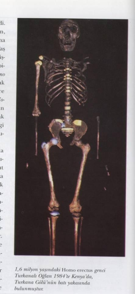 Resim 4-5. Homo erectus iskeleti ve muhtemel yayılım şekli. Homo erectusların beyin hacimleri, Homo ergasterlerin daha da büyüktür (950-1100 cm3).