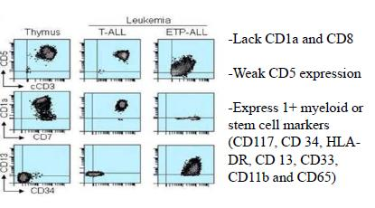 Early T cell prekürsör ALL immünfenotip özellikleri Timosit subseti, stem cell özelliği(multipl