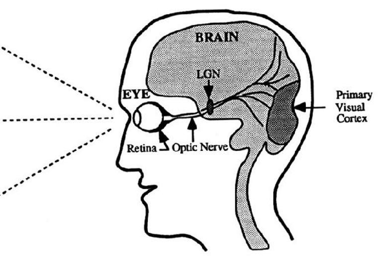 http://images.google.com.tr/imgres?imgurl=http://www.eyedesignbook.com/ch4/fig4-02cbg.gif&imgrefurl=http://www.eyedesignbook.com/ch4/eyech4- a.