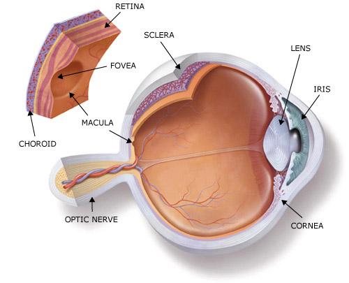 centralis: küçük çukur Macula (macula