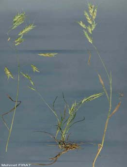 1-5 Bromus