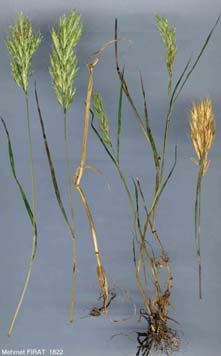 Bromus