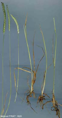 1-20 Elymus nodosus