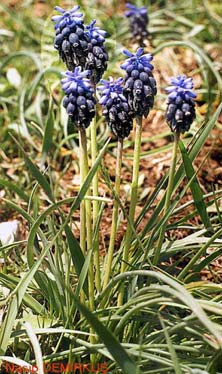 Muscari