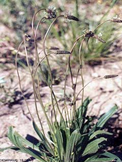 Plantago