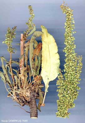 1-44 Rumex