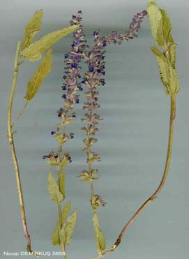 1-45 Salvia