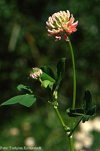 Trifolium