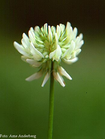 Trifolium