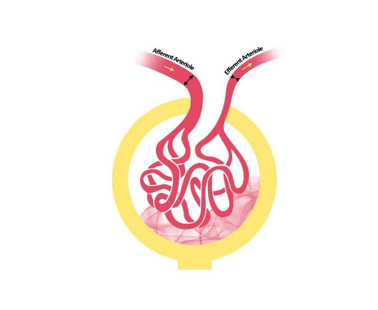 Renal vasküler regülasyon Vazodilatörler ANP, Kininler, NO, PG TGF feedback Vazokonstriktöler Ang II, ET-1 Afferent arteriolde vasodilatasyon Renal kan