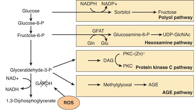 Metabolik