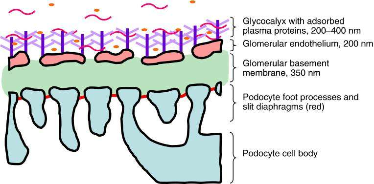 Glomerüler filtrasyon bariyeri Endothelial glycocalyx forms a barrier to protein