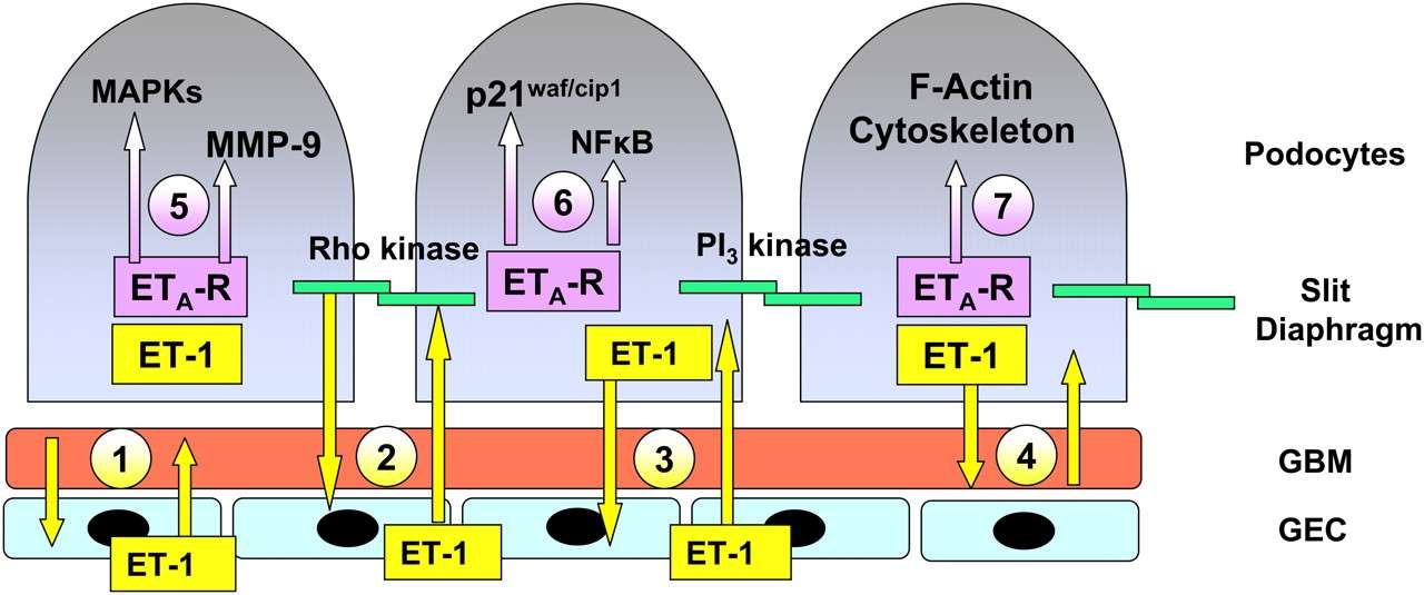 Glomerülde Endotelin Sistemi Proposed interactions of endothelin (ET-1) with the glomerular basement membrane (GBM) of the glomerular capillary,