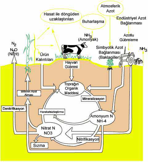 Şekil 3.2 Toprakta tarımsal faaliyetlerden kaynaklanan azot döngüsü (Kaynak: http://www.uiweb.uidaho.