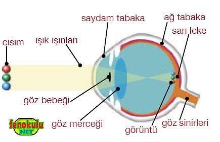 Görme Olayı Görme olayının gerçekleşmesi için gerekli olan ışık,