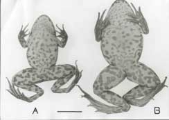 Inaugural- Diss., Zürich. Figure 1. Dorsal (A, B) pattern types of the specimens of Rana ridibunda from Yağmapınar (Karapınar- Konya) [(Horizontal bar 20 milimeters)- ] Bodenheimer, F. S. (1944).