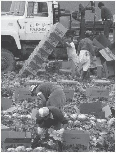 ABŞ-da fermer təsərrüfatı işçilərinin çoxu illeqal imiqrantlardır. Onlar çox aşağı məvacib ilə çox uzun saat çalışırlar.