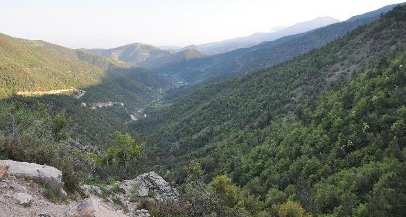 Hassa İlçesi nin (Hatay) Vejetasyon Coğrafyası 61 Amanos Dağları nda yayılışı 1100-1600 m olarak verilen karaçam ormanlarının arasına sapsız meşe (Qercus Petraea), Türk meşesi (Qercus cerris), katran