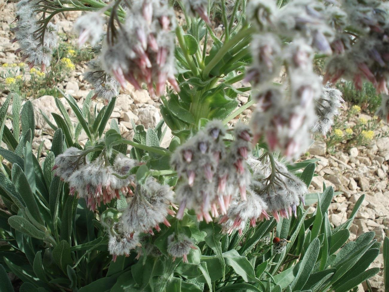 Familyası: Baraginaceae Cinsi : Rindera PALLAS Türü : Rindera lanata (LAM.) BUNGE var. canescens (A. DC.) KUSN. Çok yıllık otsu bir bitkidir. 15-55 cm boyunda dik yükselici yapı gösterir.