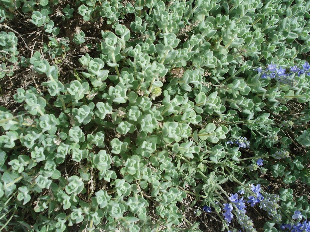 Familyası: Lamiaceae Cinsi : Cyclotrichium (BOISS.) MANDEN. ET SCHENG. Türü : Cyclotrichium nivenum (BOISS.) MANDEN. ET SCHENG. Çok yıllık odunsu formdadır. Yükselici ve dik büyüyen yapıdadır.