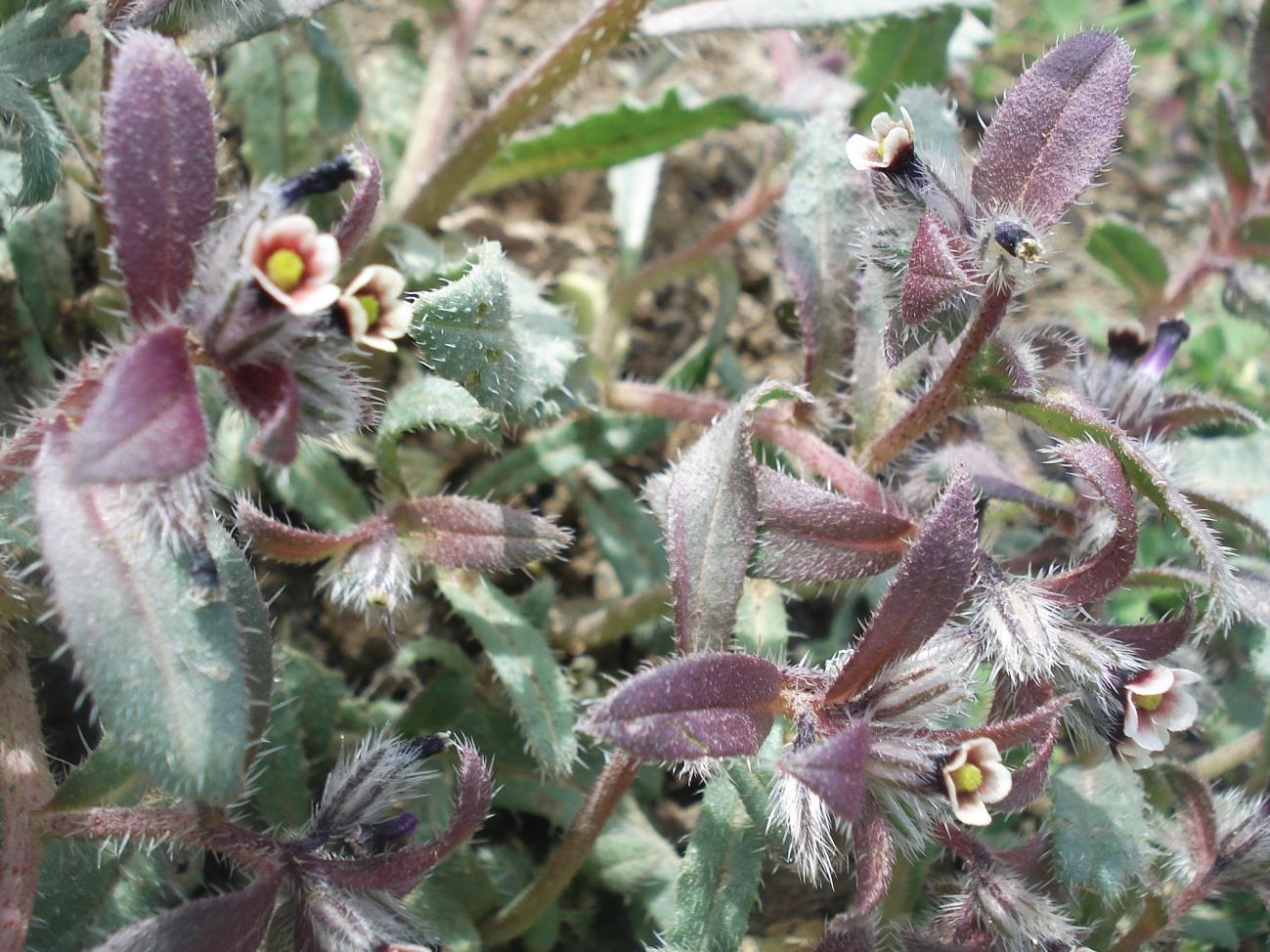 Familyası: Boraginaceae Cinsi : Asperugo L. Türü : Asperogu procumbens L. Bitki tek yıllık otsu formda olup 10-75 cm boyundadır. Yapraklar eliptik ve ters mızrağımsı Ģekilde olup yaprak sapı yoktur.