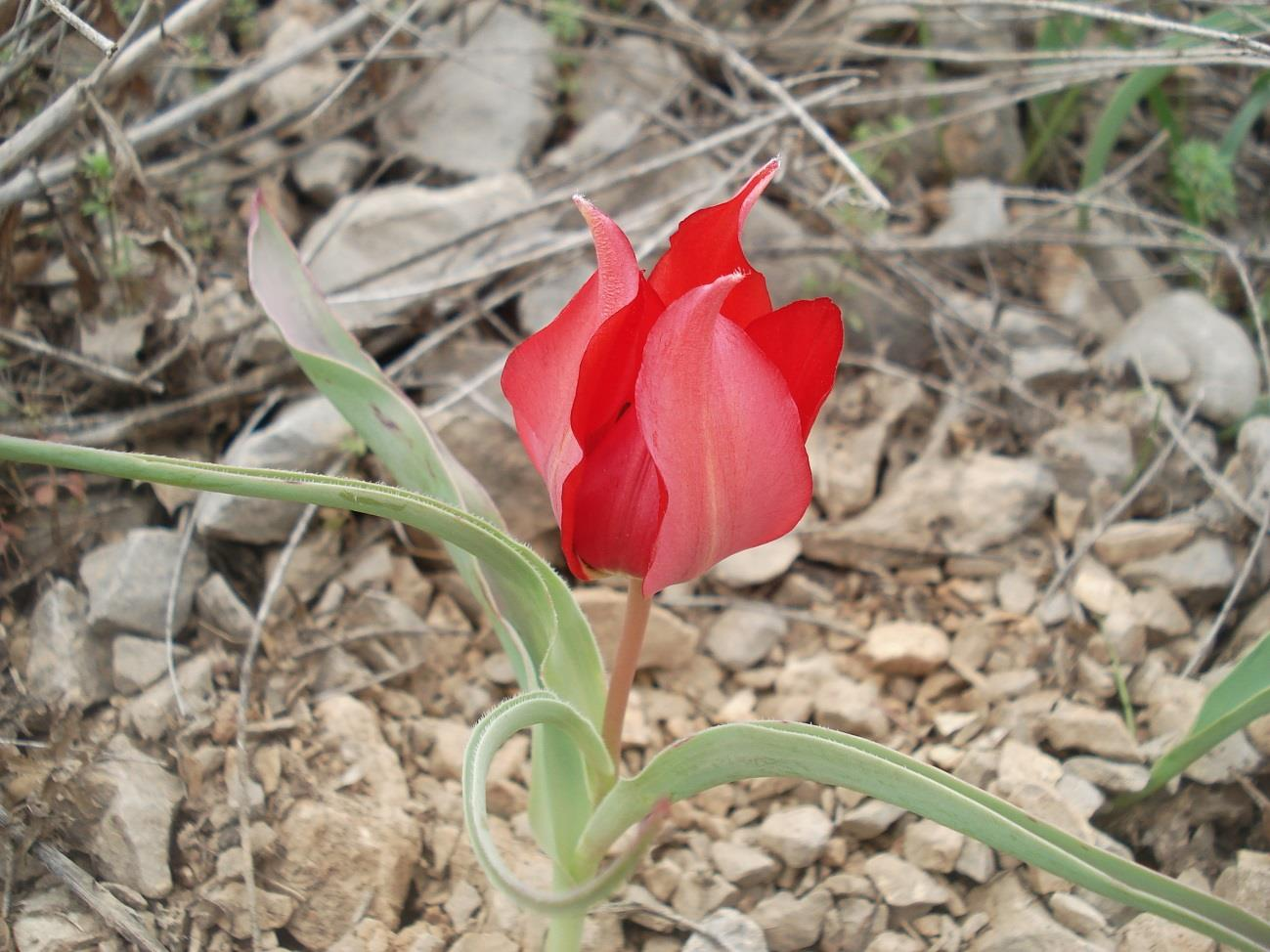 Familyası: Liliaceae Cinsi : Tulipa L. Türü : Tulipa aleppensis BOISS. EX REGEL var. aleppica BAKER Çok yıllık otsu yapıda olan bitki geofit hayat formuna sahiptir. Yapraklar 4 adet ve zayıftır.