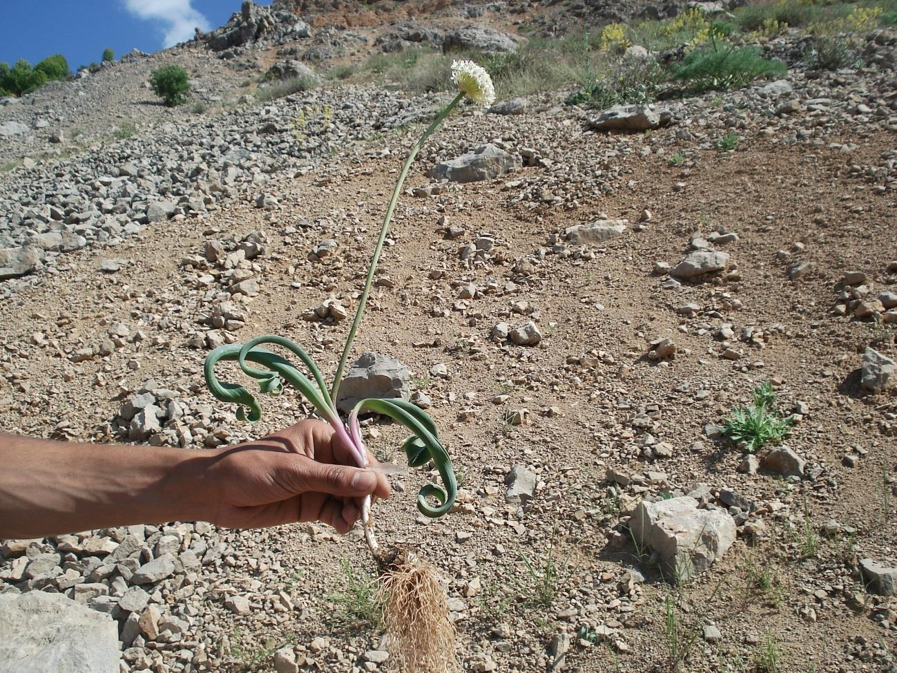 Familyası: Liliaceae Cinsi : Allium L. Türü : Allium orientale BOISS. Çok yıllık otsu yapıda olan bitki geofit hayat formuna sahiptir. Soğan yumurtamsı ve yuvarlağımsı olup 1,5-3 cm geniģliğindedir.