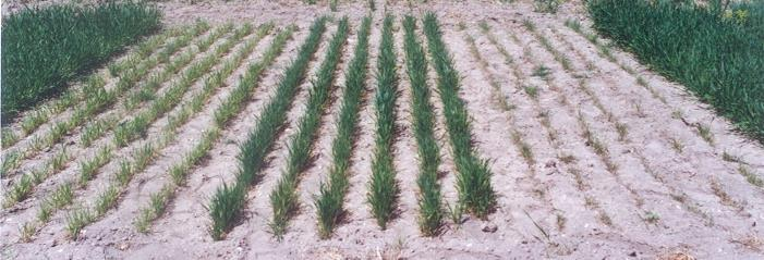Triticale Zn noksanlığına sahip bir toprakta farklı buğday çeşitlerinin Zn ya karşı