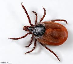 Ehrlichia