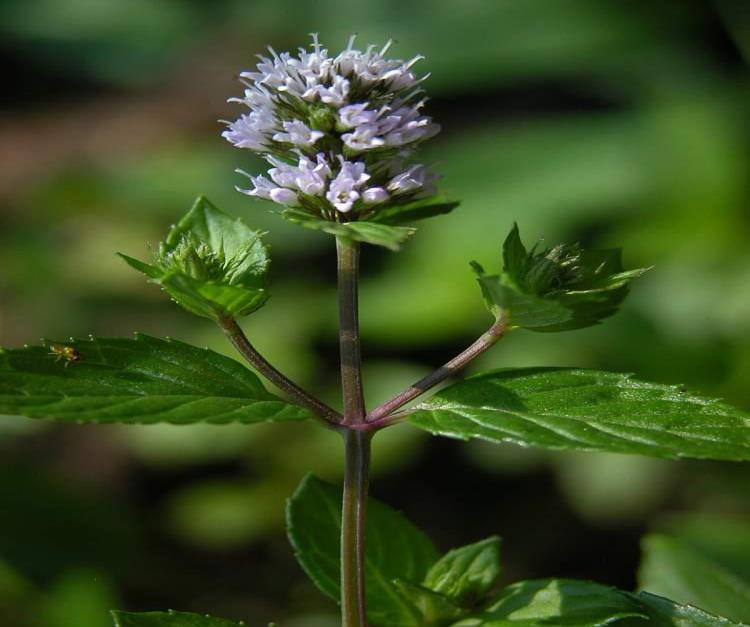 1. Botanik ve biyokimyasal özellikler Nane Labiatae (Lamiaceae) (Ballıbabagiller) familyasına ait otsu bir