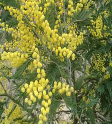 AKASYA (Acacia) Güzel, zarif, her dem yeşil gümüşi gri görünümlü, düz gri kabuklu bir ağaçtır.