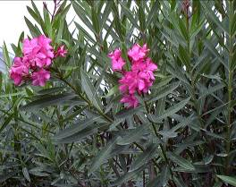 Parklarda süs bitkisi olarak yetiştirildiği gibi baharat olarak da kullanılmaktadır.