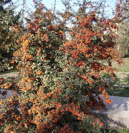 kırmızı arasında değişen renklerde meyveleri vardır. LEYLAK (Syringa) Leylak Dünya nın birçok yerinde yetişen bir süs bitkisidir.