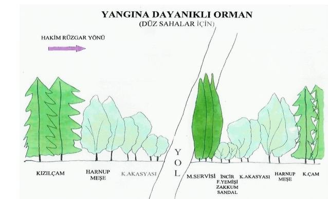 Şekil 10. Düz Alanlarda Yola Yaklaştıkça Ağaç Boyları ve Sayılarının Azalmasına Örnek (Anonim, 2012e).