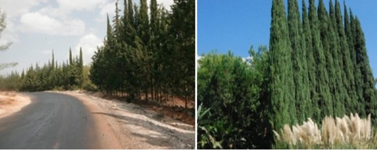Afet bölgelerinde kullanıma uygun olan ateş geçirgenliği düşük ağaç türleri; servi (Cupressus sempervirens Stricta.jpg), dut (Morus alba L.), keçiboynuzu/harnup (Ceratonia siliqua L.