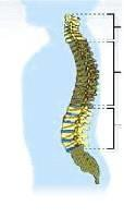 BELĠN ANATOMĠSĠNĠ NEDEN ÖĞRENMELĠYĠZ? Bel ağrılı hastanın kendi vücudunu ve özellikle kendi belini tanıması gerekir. Eğer belimizin yapısını iyi tanırsak ona daha doğru kullanırız.