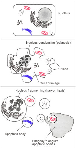 Apoptozda gerçekleşen hücresel değişiklikler: - Membranda kabarcıklar oluşur (blebbing) - Hücrenin büzülerek küçülmesi (Cell shrinkage) - Çekirdeğin