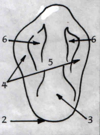 Boyutları: KB (10), MD (7.5), SMD (5.5), FL (8), SFL (7), MSÇ(2.5), DSÇ (1.5) Özellikleri: * Insizal sırt cusp sırtlarından oluşur * Temas alanları mesial ve distalde farklı düzeylerdedir.