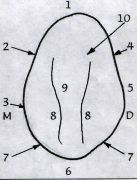 Mesial kontur temas noktasına kadar dışbükeydir, bazen hafif içbükey olabilir 3. Mesial temas noktası insizal orta üçlülerin birleşim yerindedir 4. Distal kontur temas noktasına kadar içbükeydir 5.