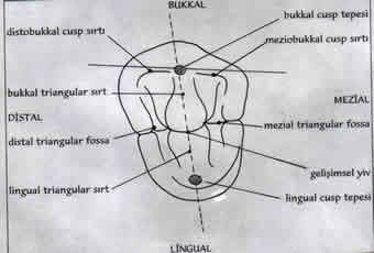 Yüzey morfolojisi: Okluzal yüzey,cusp sırtları ve marginal sırtlarla çevrelenmiştir: Meziobukkal ve distobukkal cusp sırtları bir doğru üzerindedirler ve doğrultuları distobukkal yöndedir.