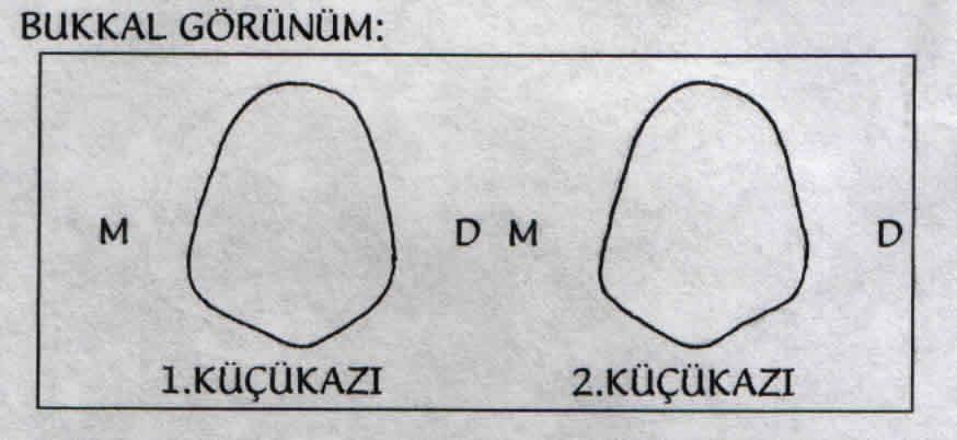 ÜST 2. KÜÇÜKAZI (MAKSILLER 2. PREMOLAR) Sürme :10-12 yaş Boyutlar : KB(8.5) MD(7.0) SMD(5.0) FL(9.0) SFL(8.0) SMÇ(1.0) DSÇ(0.0) Özellikleri: Üst 2. küçükazı işlevde 1.küçükazıyı destekler.