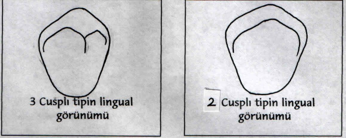 ALT 2. KÜÇÜKAZI (MANDIBULAR 2. PREMOLAR) Sürme:11-12 yaş Boyutlar: KB(8.0) MD(7.0) SMD(5.0) FL(8.0) SFL(7.0) SMÇ(1.0) DSÇ(0.0) Özellikleri: Alt 2. küçükazı, 1.