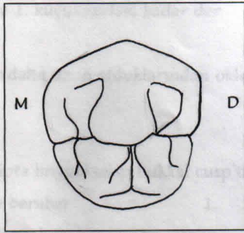 lingual cusp tepesi kökün servikal kısmının lingual yüzeyi hizasındadır. 4. Marginal sırt uzun eksenle dik açı yapar. 5. Okluzal yüzey daha az görülür. 6. Meziolingual gelişimsel yiv yoktur.