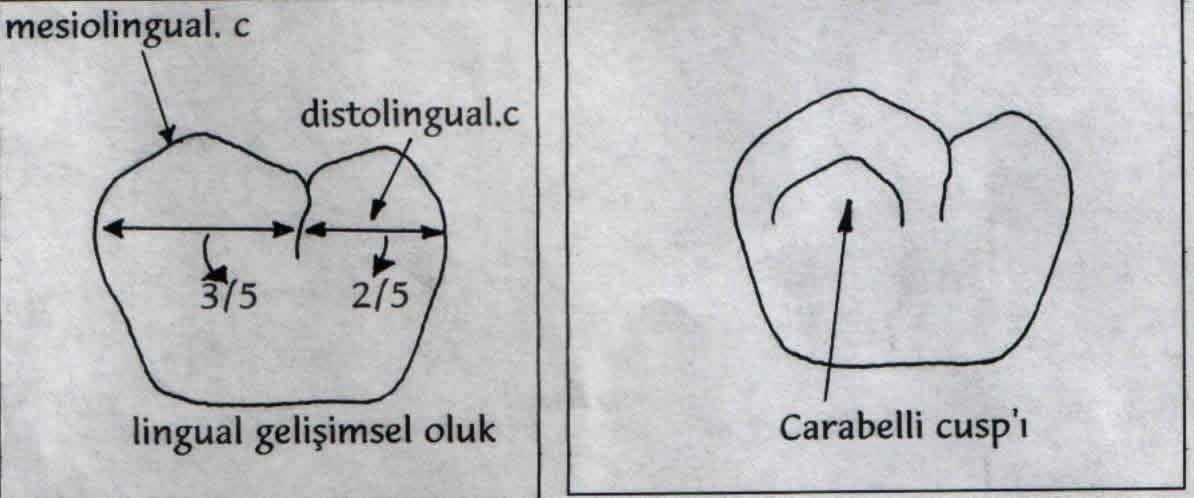 daha çok kronun distal tarafından distal yüzeyle birlikte görülür. Servikal çizgi kök yönüne hafif dışbükeydir. Mezial kontur servikal çizgiden kontur kretine kadar hemen hemen düzdür.