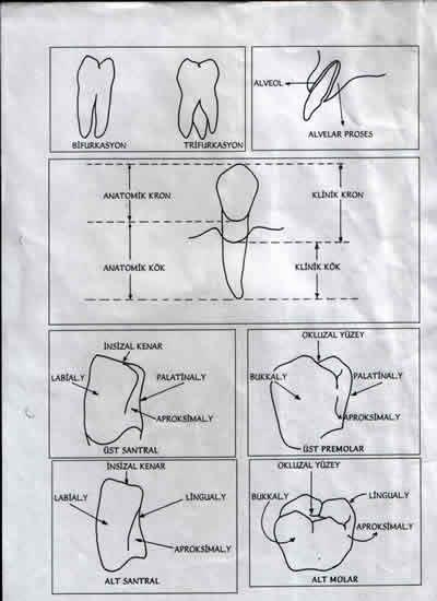 YÜZEYLER VE KENARLAR Keser ve köpek dişlerinin kronlarının 4 yüzeyleri ve bir kenarları, küçük ve büyük azıların ise 5 yüzeyleri vardır.