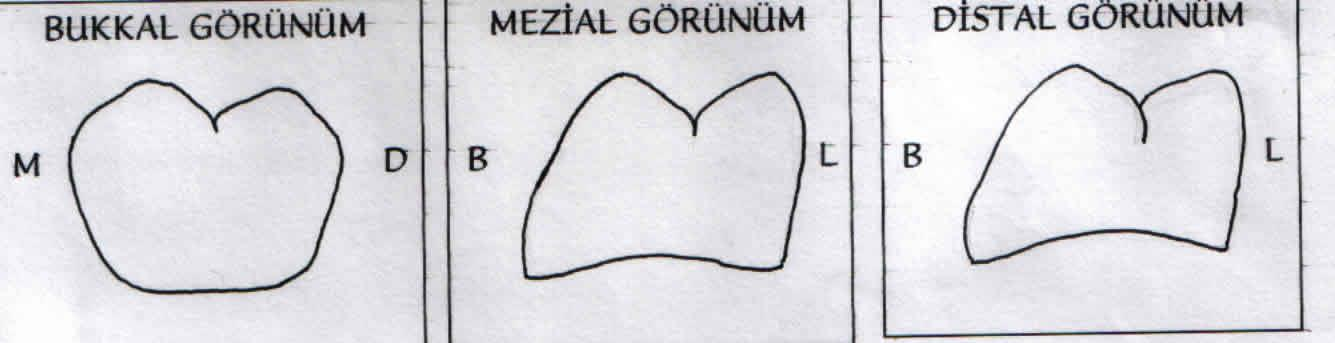 BUKKAL GÖRÜNÜM : Kron boyu ve genişliği 1. büyükazıdan küçüktür. Bukkal yüzeyde tek bir gelişimsel yiv vardır:bukkal gelişimsel yiv.